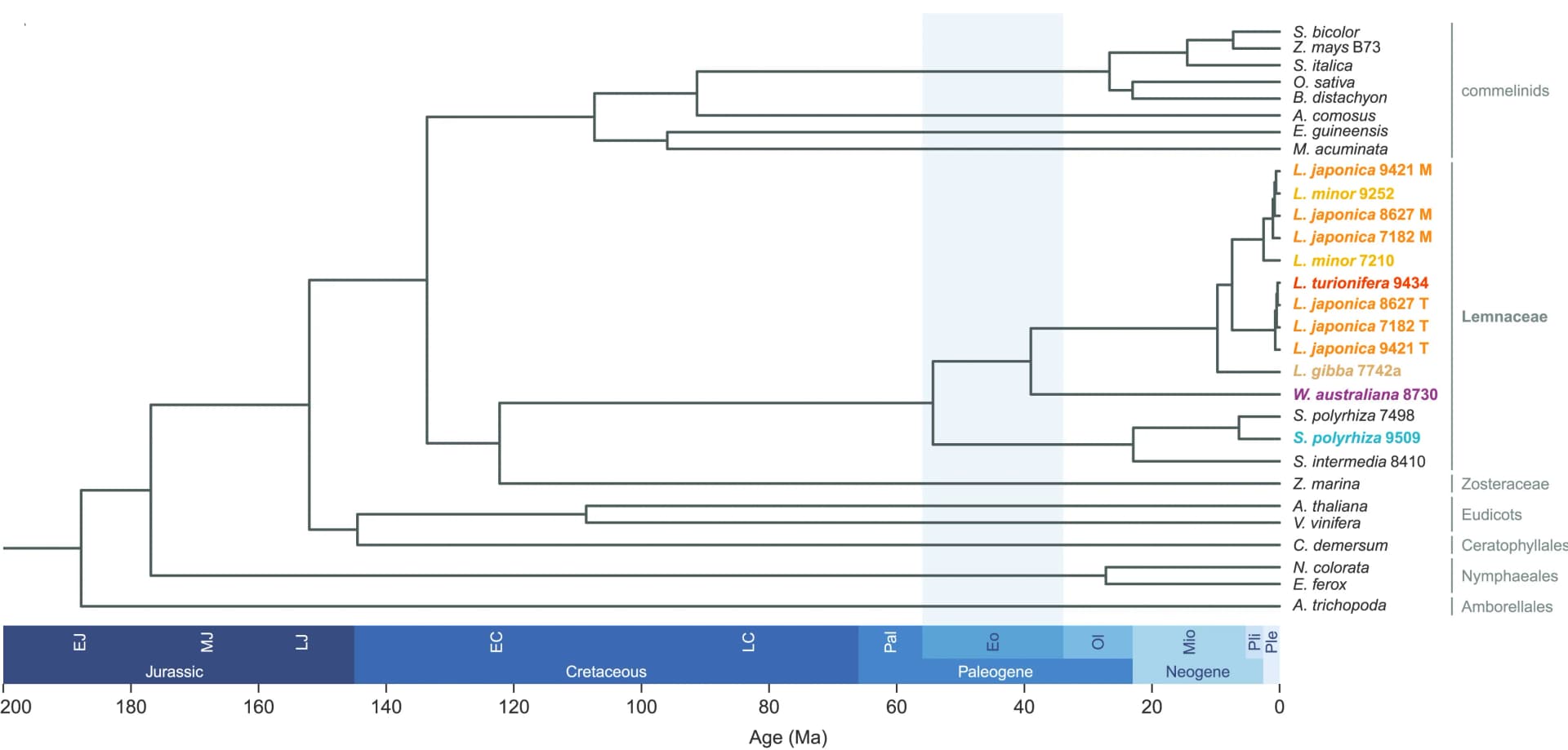 Open access visualization of Network, Pathway, Lemnaceae, Angiosperms, Phylogeny
