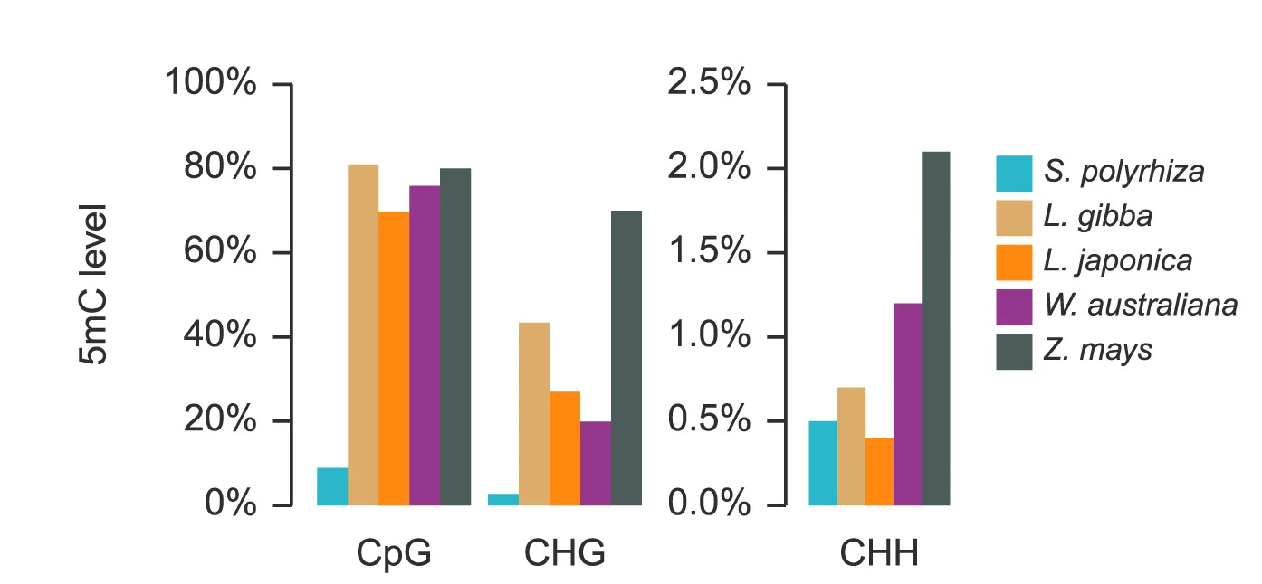 Open access visualization of Clustered, Global Cytosine Methylation, Sequence Context, WGBS