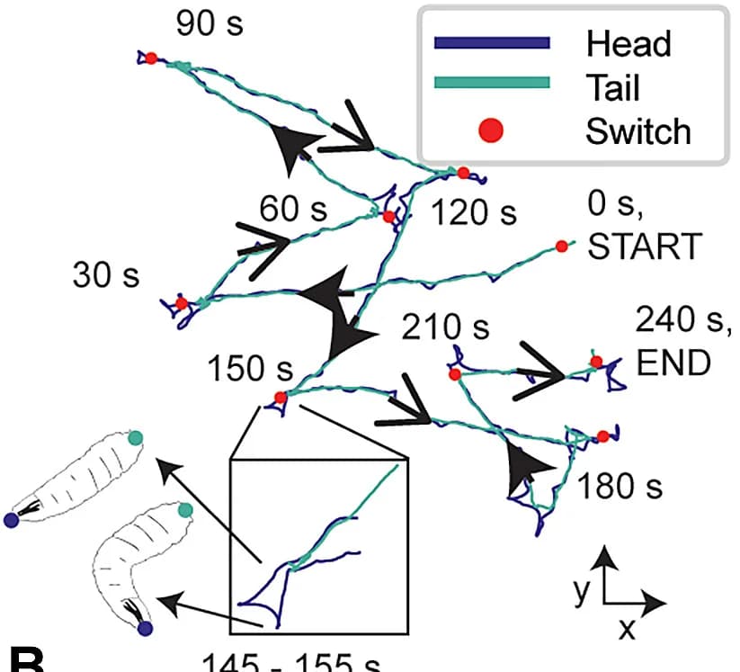 Open access visualization of Line Plot, Larva, Electric Fields, Trajectory
