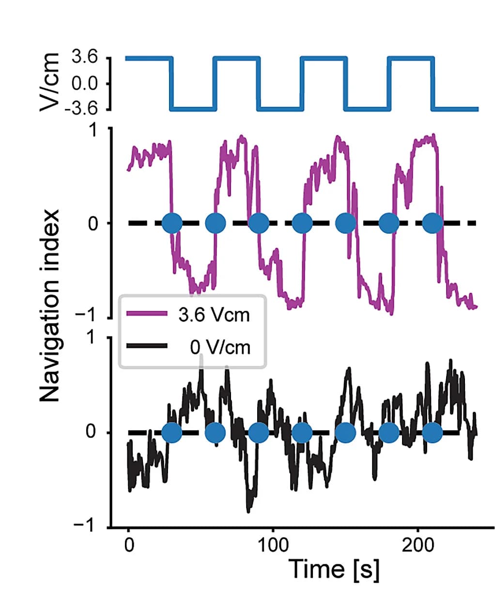 Open access visualization of Line Plot, Line Step, Navigation Index, Larvae, Electric Field