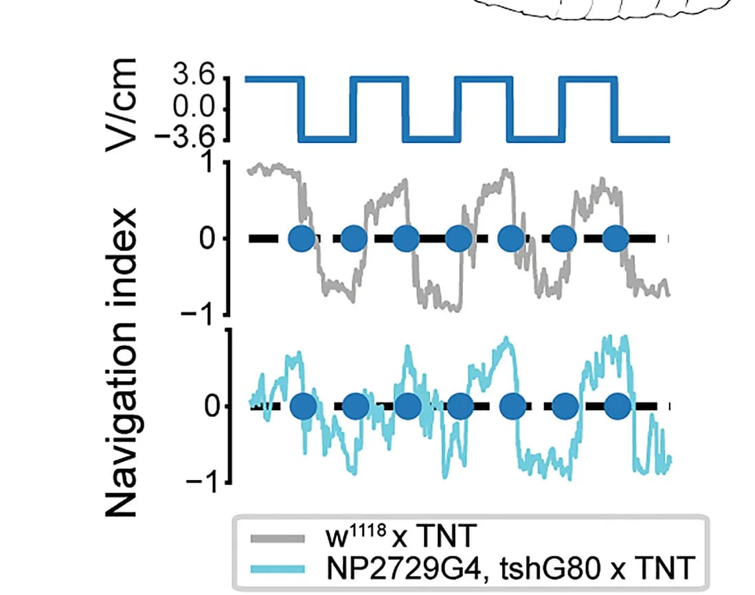 Open access visualization of Line Plot, Line Step, Navigation Index, Electric Field Orientation, Controlw1118x UAS-TNT