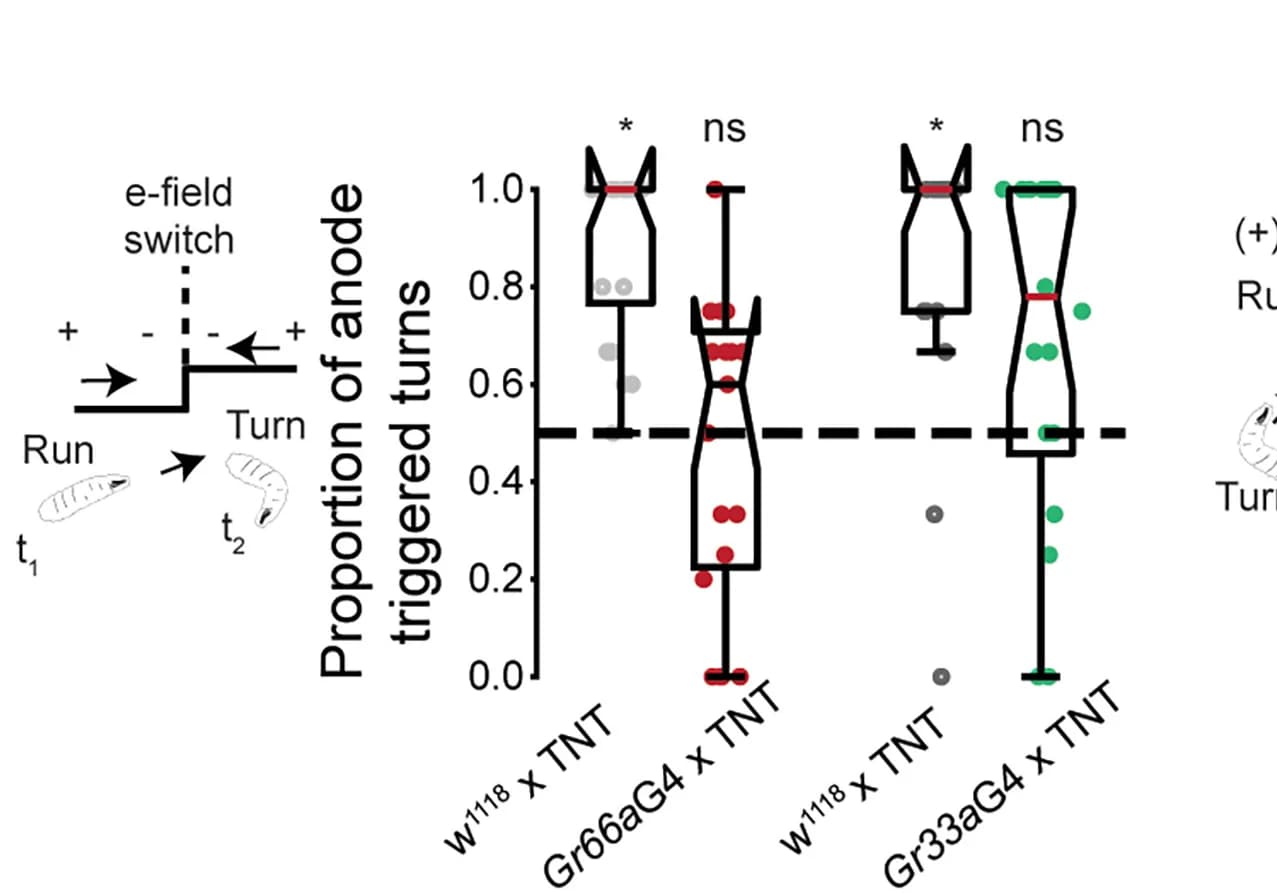 Open access visualization of Box Plot, Scatter Plot, Gr66a-Gal4 x UAS-TNT, Gr33a-Gal4 x UAS-TNT, Larvae