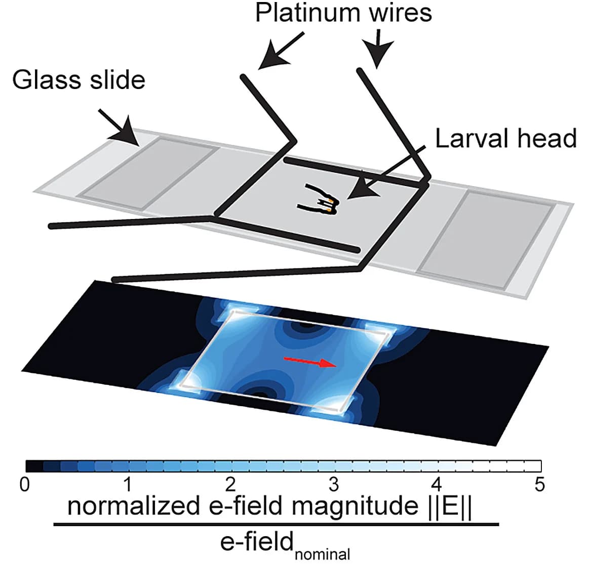 Open access visualization of Illustration, Electric Field, Calcium Imaging, Apparatus, Finite-Element Simulations