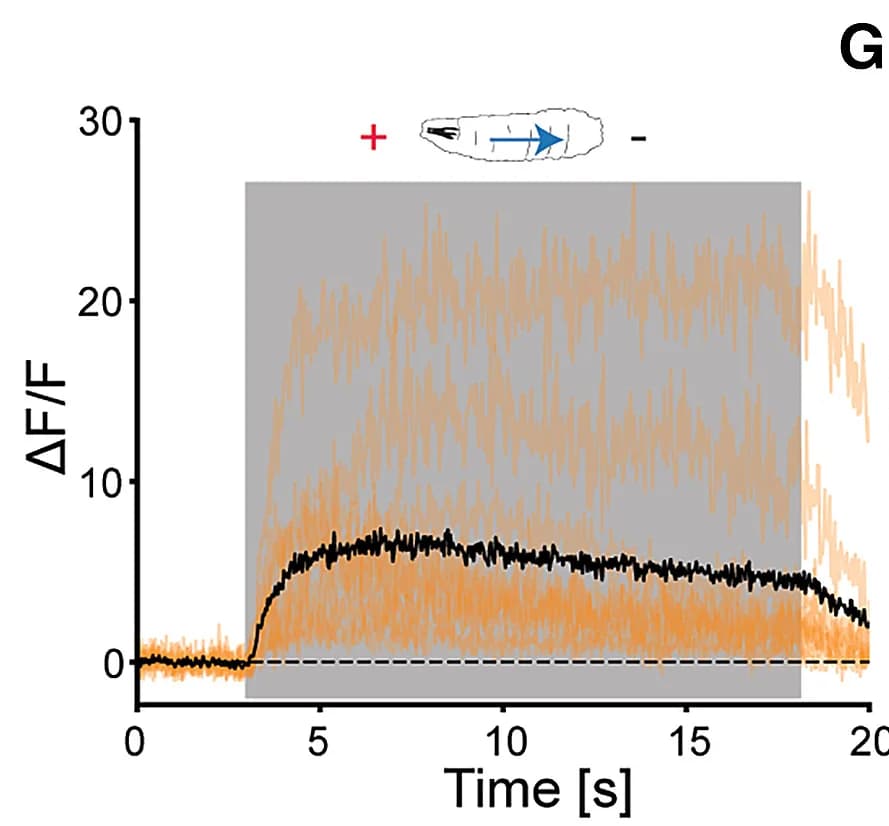 Open access visualization of Line Plot, Stimulation, Electric Field, Response, Trials