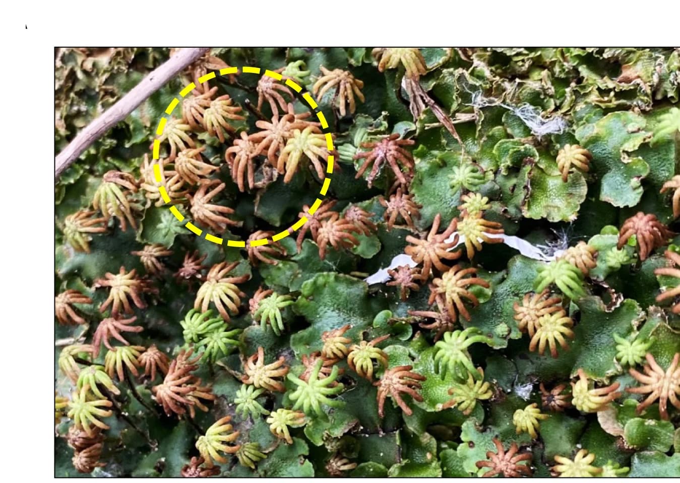 Open access visualization of Photo, Marchantia Liverworts, Disease Symptoms, Aerial Organs, Endophytic Bacteria