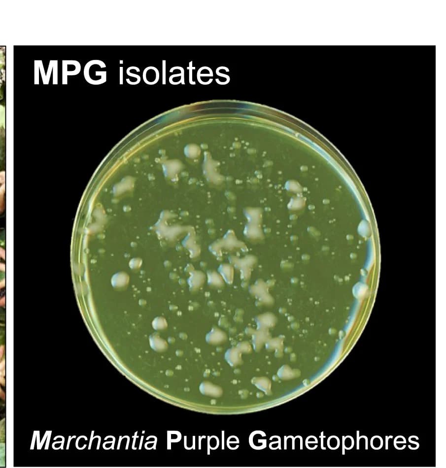 Open access visualization of Photo, Pseudomonas MPG, Marchantia, Purple Gametophore, KB Media