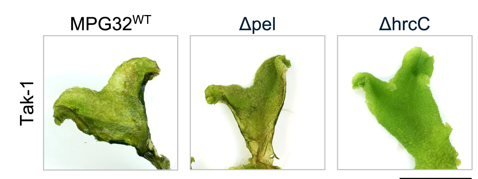 Open access visualization of Photo, Disease Symptom, Marchantia Polymorpha, MPG32WT, Δpel Mutant