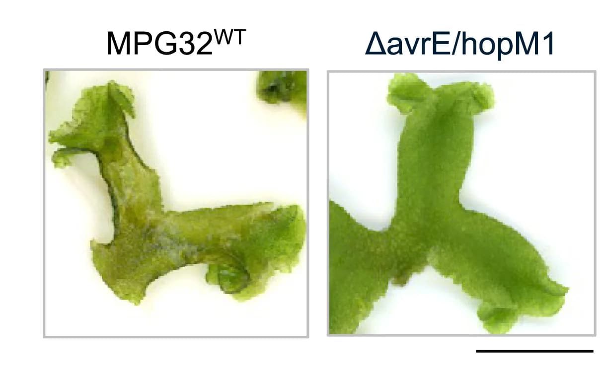 Open access visualization of Photo, Disease Symptom Development, Marchantia polymorpha, MPG32WT, AvrE/HopM1 Double Mutant