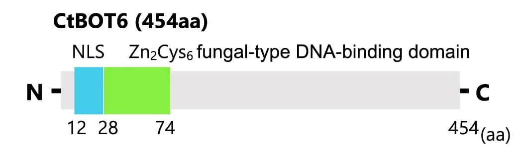 Open access visualization of Illustration, CtBOT6, Nuclear Localization Signal, Zn2Cys6DNA-binding Domain