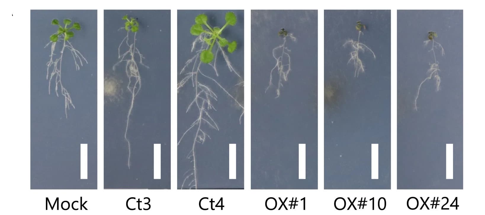 Open access visualization of Photo, A. Thaliana Plants, Pi-limiting Conditions, Fungal Inoculation