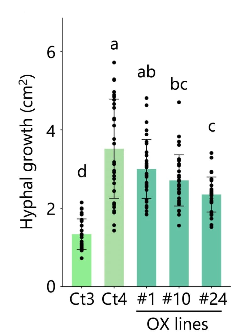 Open access visualization of Bar Plot, Error Bars, Scatter Plot, Fungal Growth Area, C. Tofieldiae WT