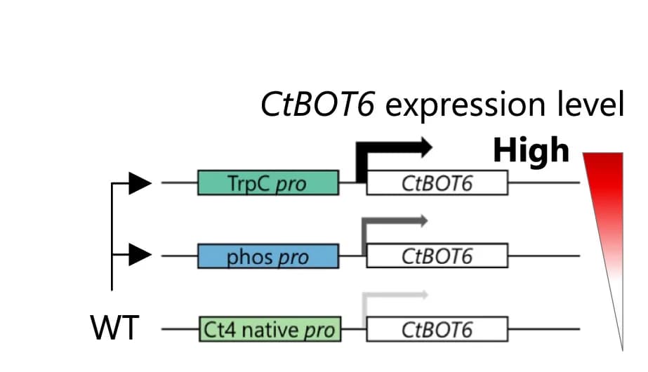 Open access visualization of Workflow, Illustration, Genome Structure, Constructs, CtBOT6 Expression