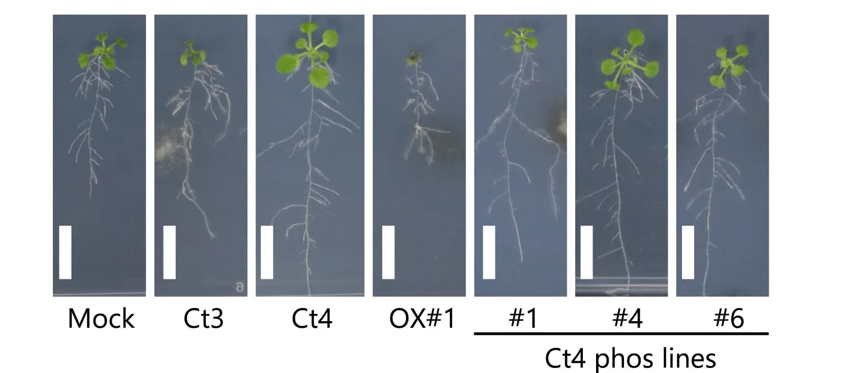 Open access visualization of Photo, A. Thaliana Plants, Fungi, Pi-limiting Conditions