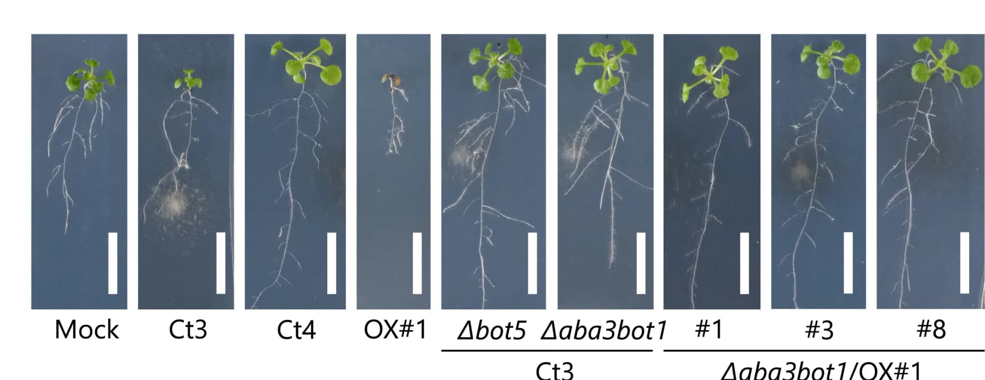 Open access visualization of Photo, A. thaliana, Pi-limiting Conditions, Fungal Inoculation