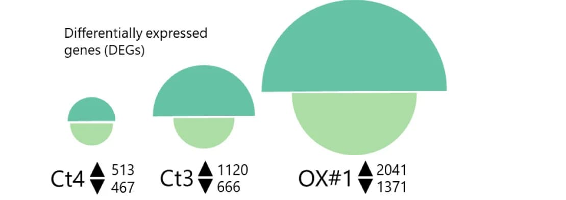 Open access visualization of Donut Chart, Differentially Expressed Genes, Root Infection, Fungus, Upregulated
