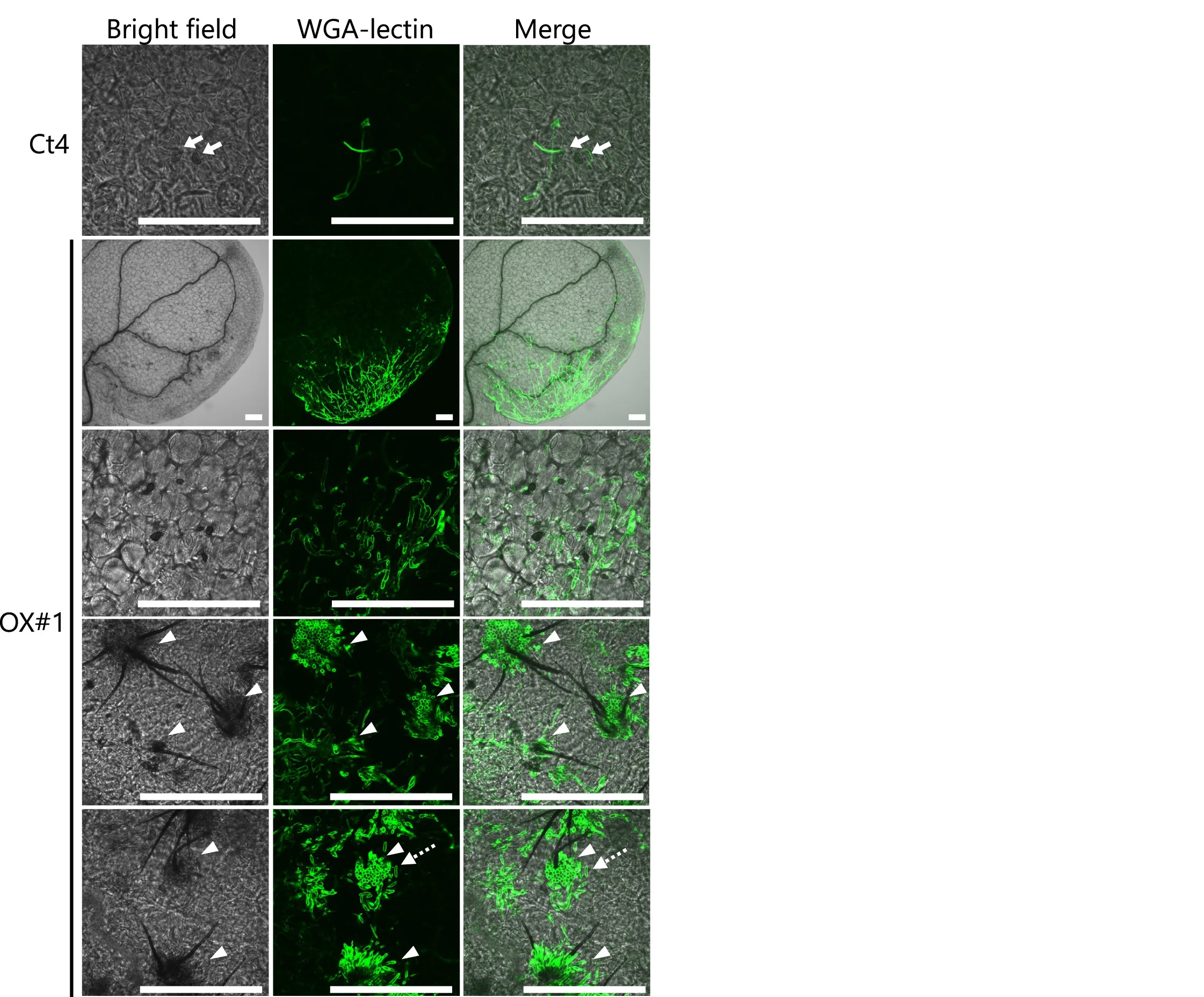 Open access visualization of Microscopy, Confocal Images, Hyphae, WGA-lectin, A. thaliana