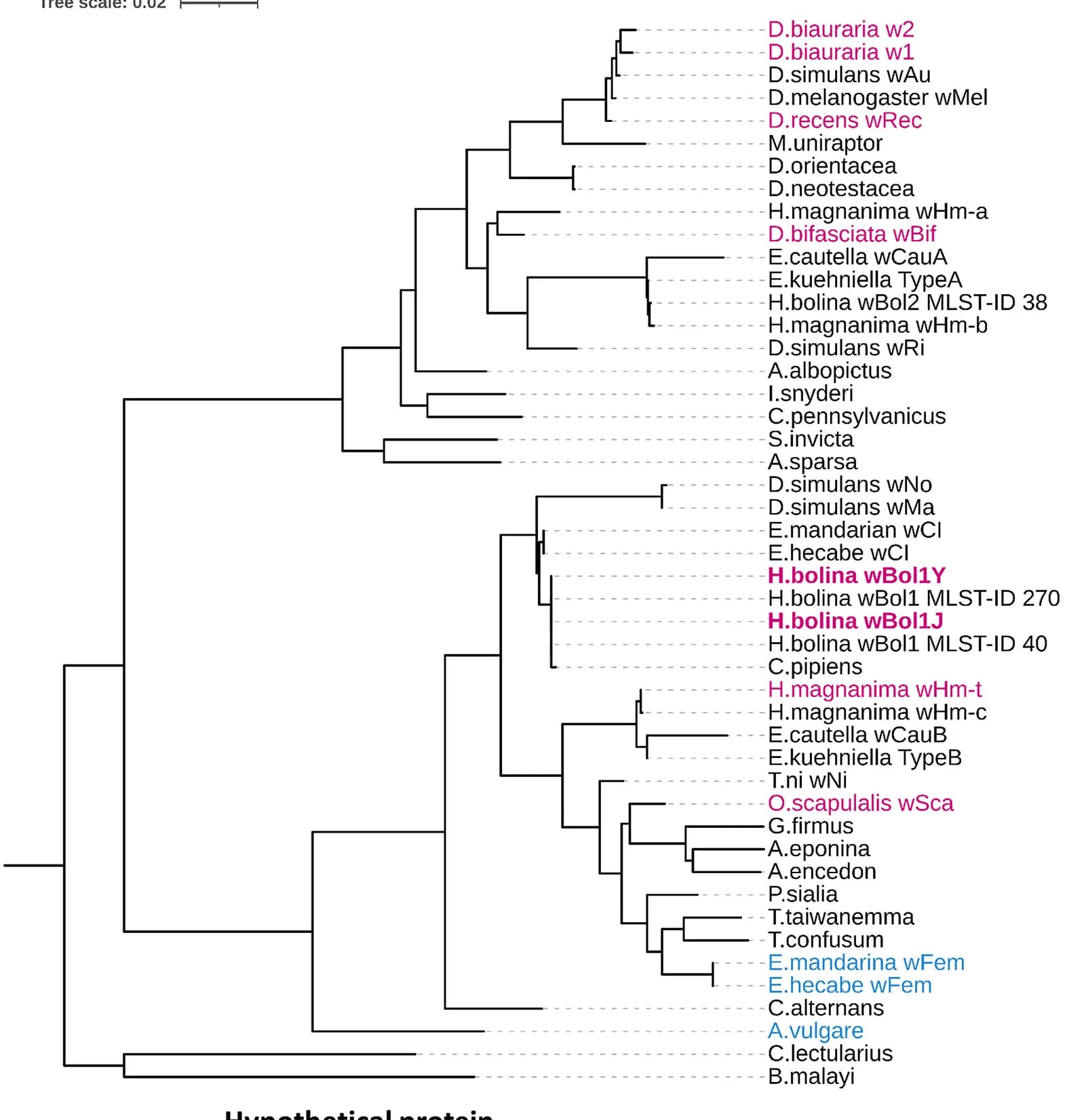 Open access visualization of Network, Pathway, Phylogenetic Tree, Wolbachia, MLST