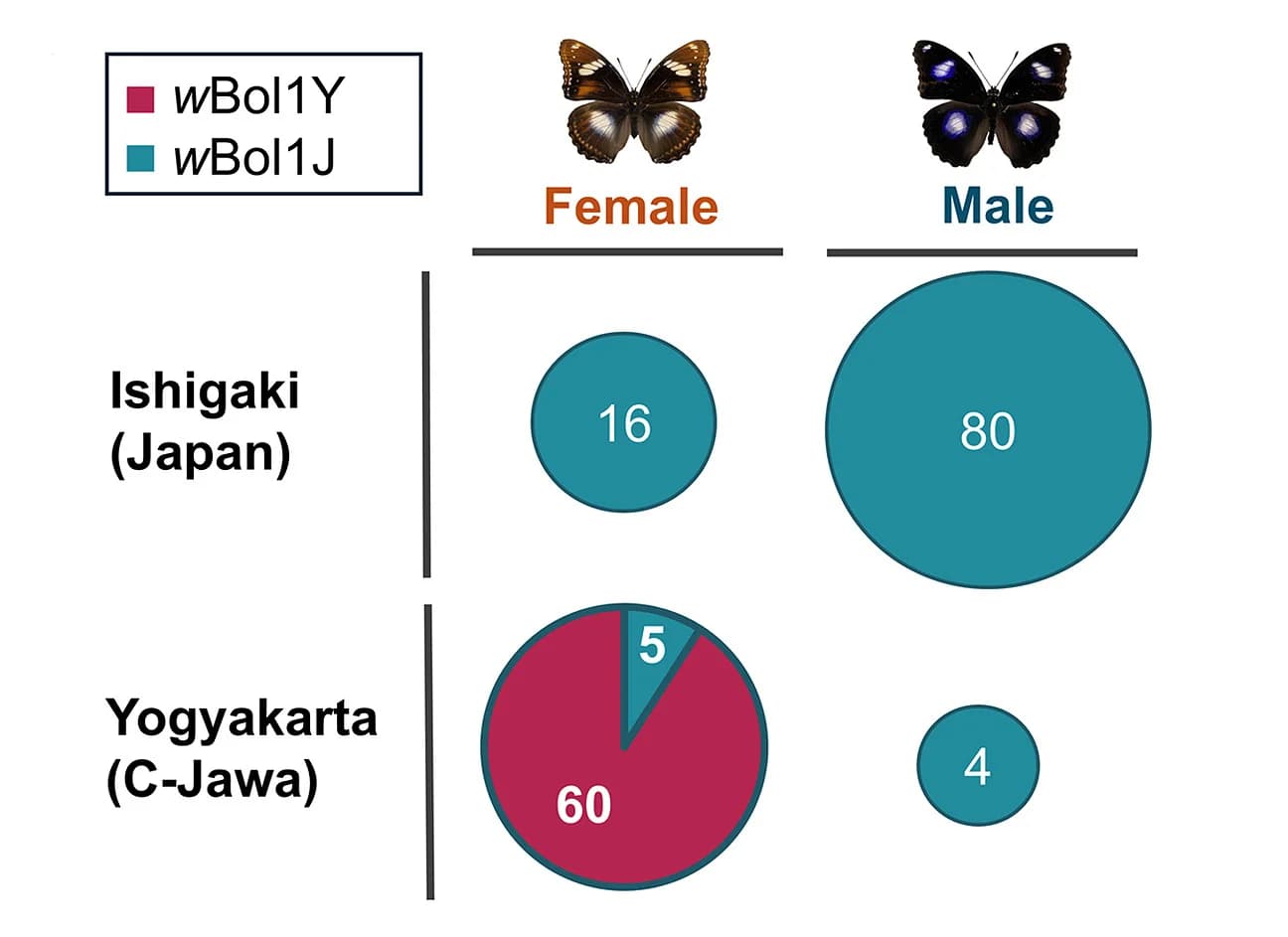 Open access visualization of Bubble Plot, Pie Chart, Photo, Wolbachia Infection, Butterflies