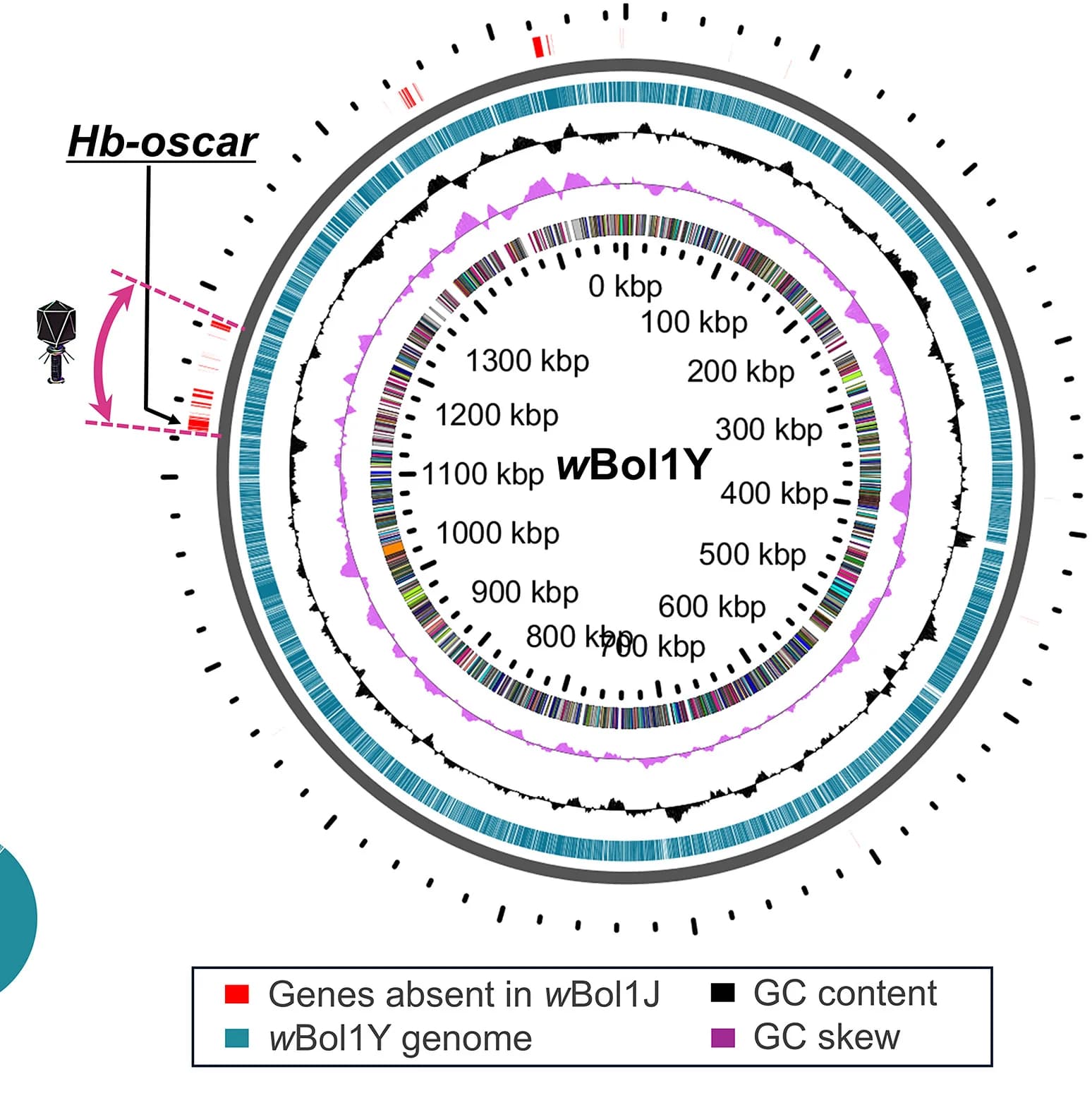Open access visualization of Circular Genome Plot, Comparative Genomics, wBol1 Genomes, Strains, Reference Genome