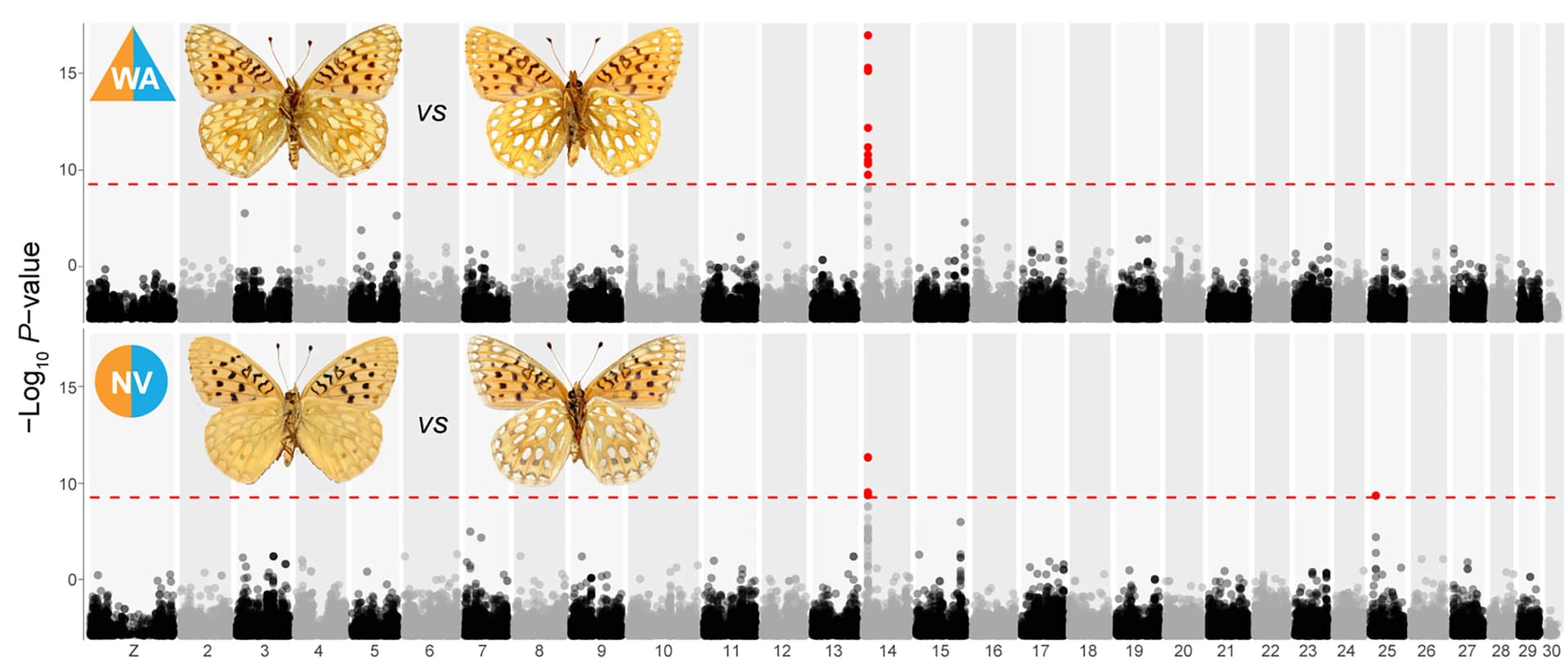 Open access visualization of Manhattan Plot, Photo, GWAS, Silvering Polymorphism, Chromosome 14