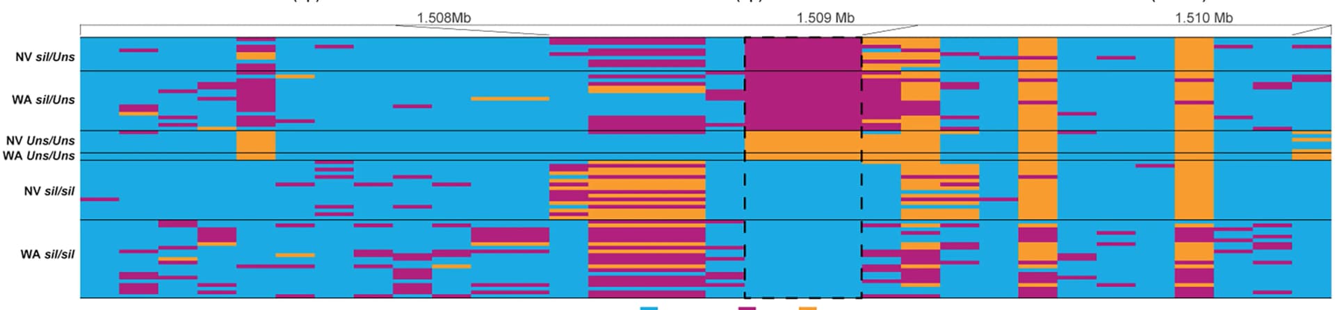 Open access visualization of Heatmap, Genotype Plot, GWA Region, SNP, Haploid Genome Assembly