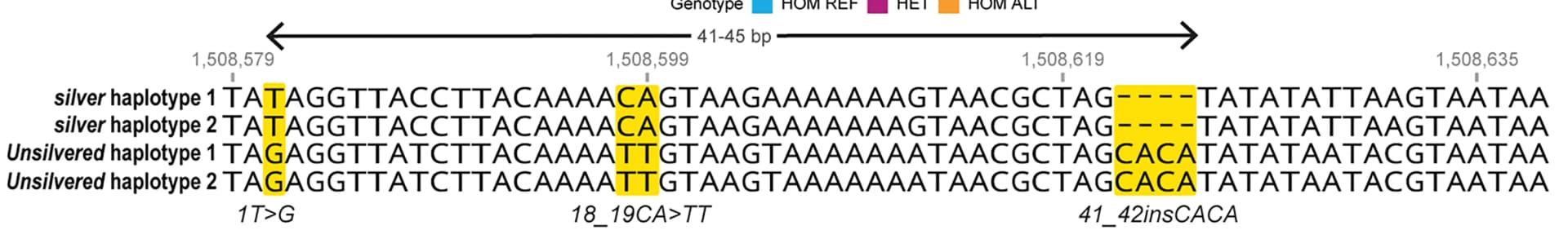 Open access visualization of Illustration, Sequence Alignment, PacBio Haplogenomes, Silver Individual, Unsilvered Individual