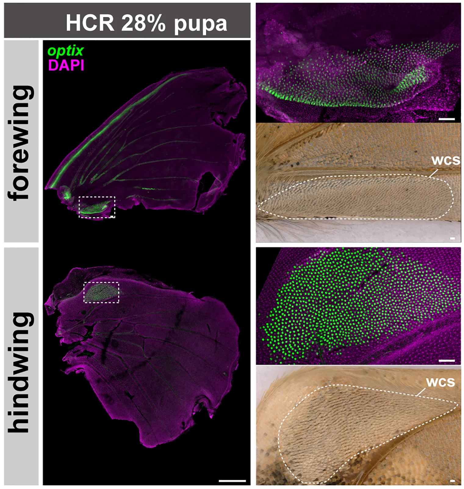 Open access visualization of Microscopy, Photo, HCR Staining, Pupal Wings, Wing-Coupling Scales