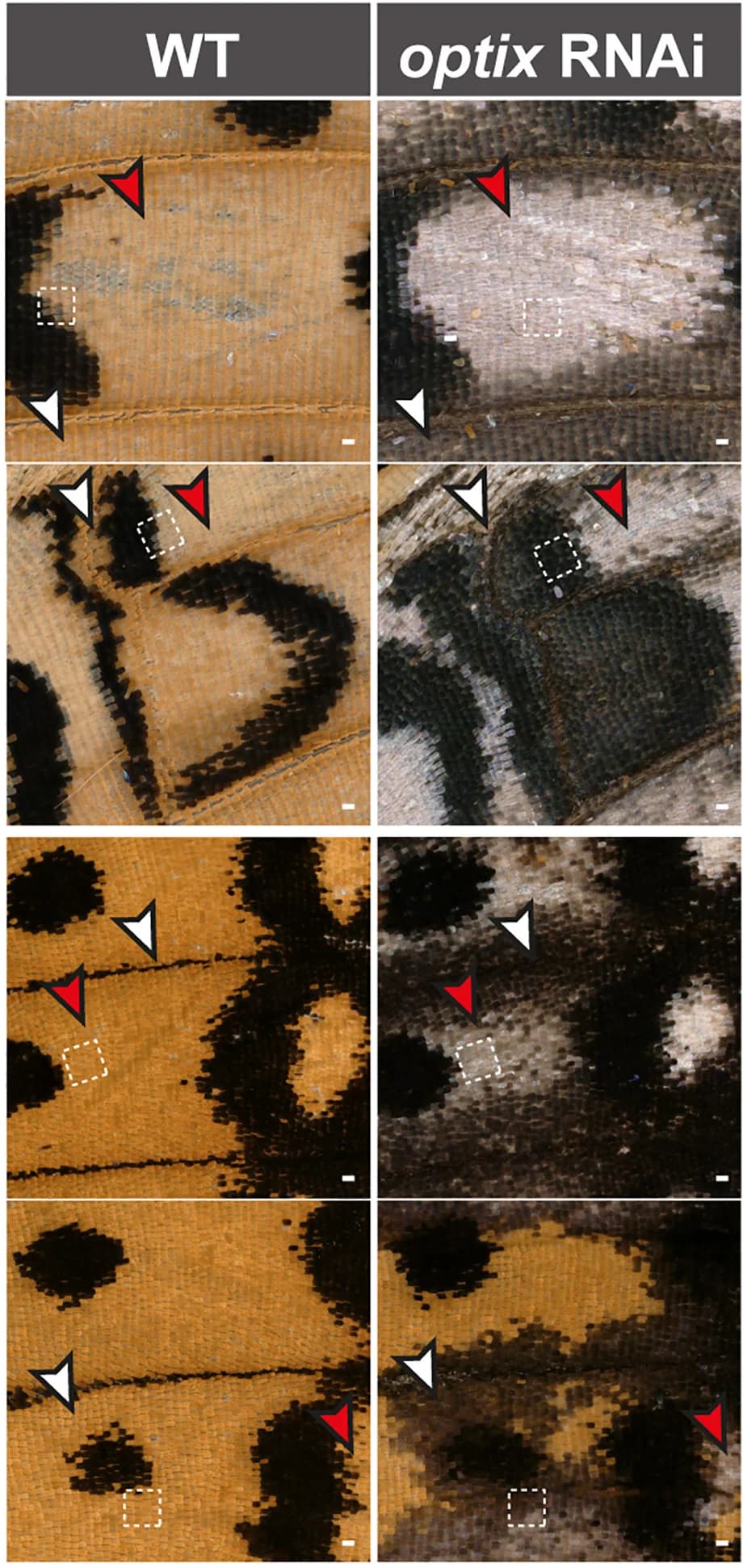 Open access visualization of Microscopy, Electroporation, RNAi Knockdowns, Homeotic Scale Transformations, Orange Scales