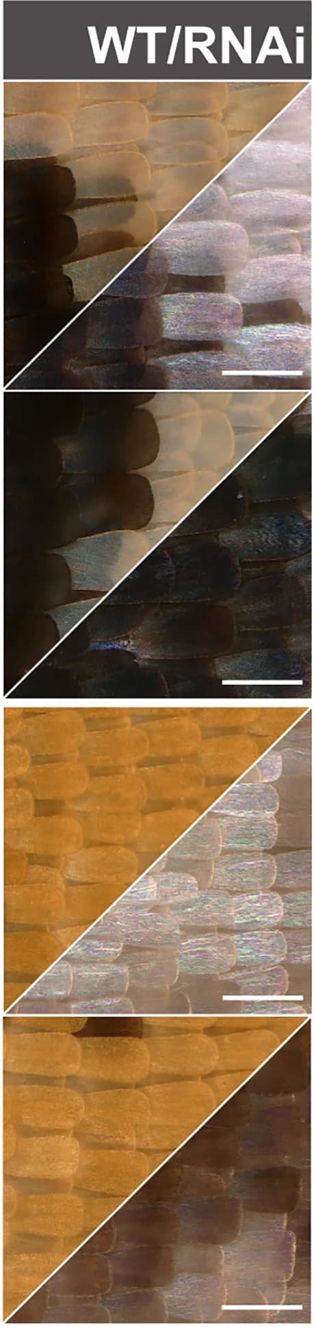 Open access visualization of Microscopy, Electroporation, RNAi Knockdowns, Homeotic Scale Transformations, Orange Scales