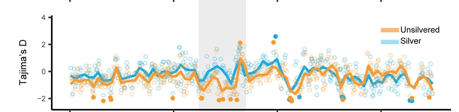 Open access visualization of Line Plot, Scatter Plot, Tajima's D, Unsilvered Haplotype, FST