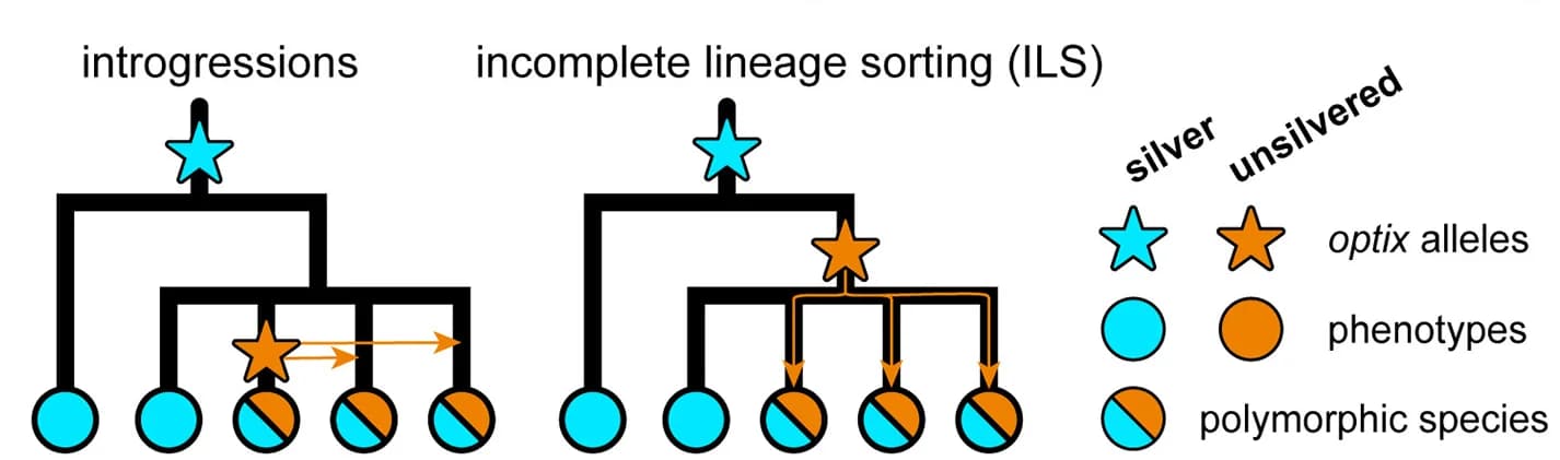 Open access visualization of Workflow, Illustration, Evolutionary Scenarios, Unsilvered Alleles, Speyeria Species