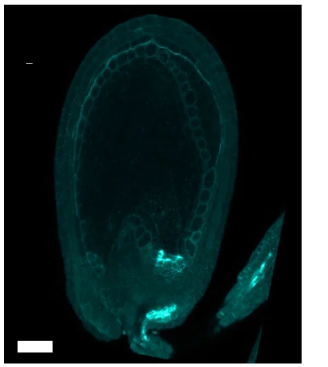 Open access visualization of Microscopy, Wild Type Ovules, Pollination