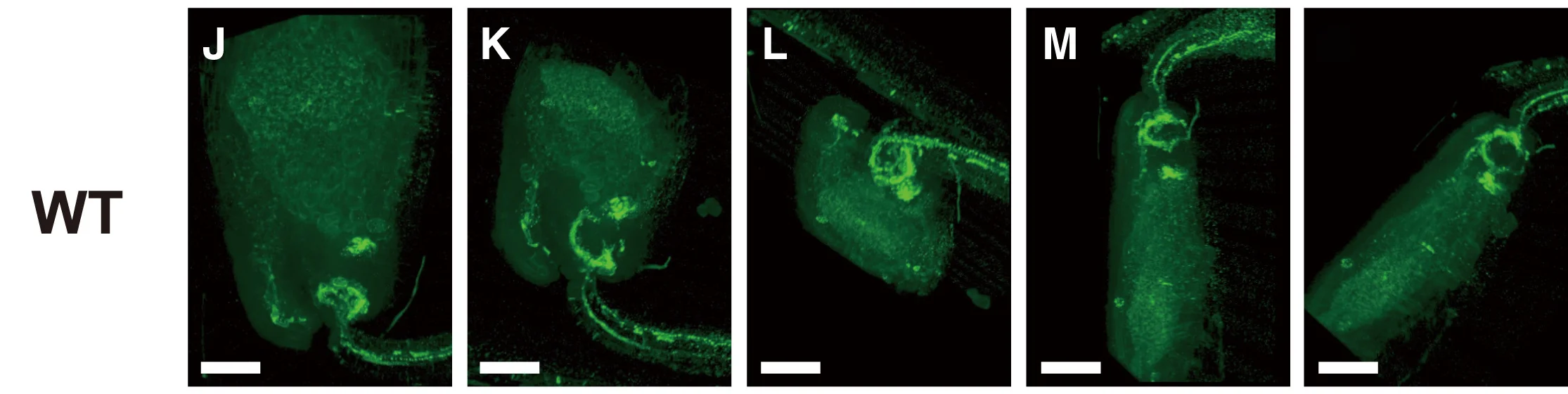 Open access visualization of Microscopy, Callose Deposition, Wild Type Ovules, Aniline Blue Staining