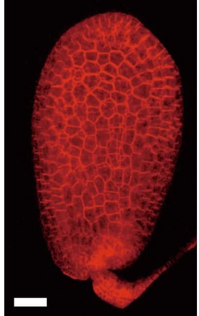 Open access visualization of Microscopy, RPS5Apro::tdTomato-LTI6b Expression, Wild Type, Pollination