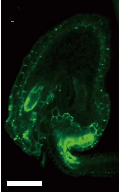 Open access visualization of Microscopy, Aniline Blue Staining, gcs1, Pollination