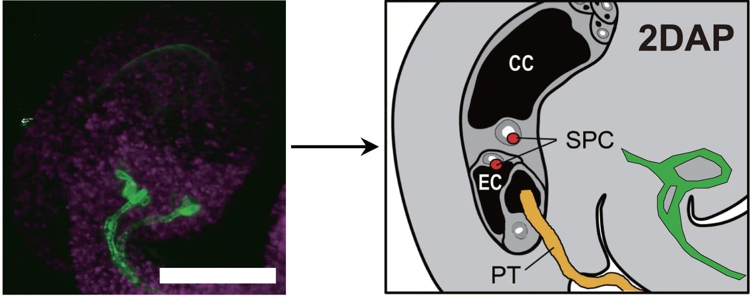 Open access visualization of Microscopy, Illustration, Phloem Marker, Phloem Tubes, Autofluorescence