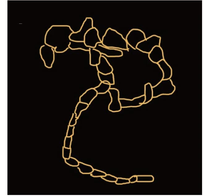 Open access visualization of Illustration, Protodermis