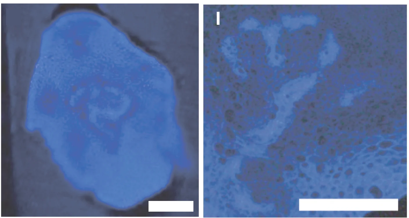 Open access visualization of Microscopy, Ovule Sections, Fertilized Ovules, Aniline Blue Staining, Protodermis