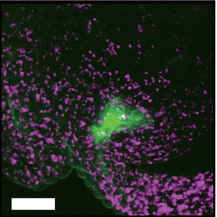 Open access visualization of Microscopy, AtSWEET10-GFP, Protodermis, Wild Type, Autofluorescence