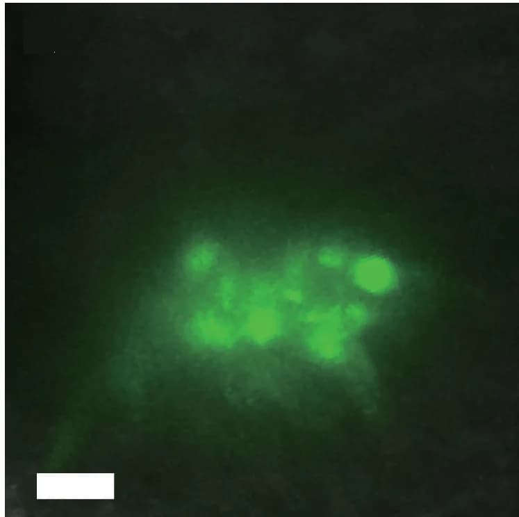 Open access visualization of Microscopy, AtSWEET10-GFP, Protodermis, Wild Type