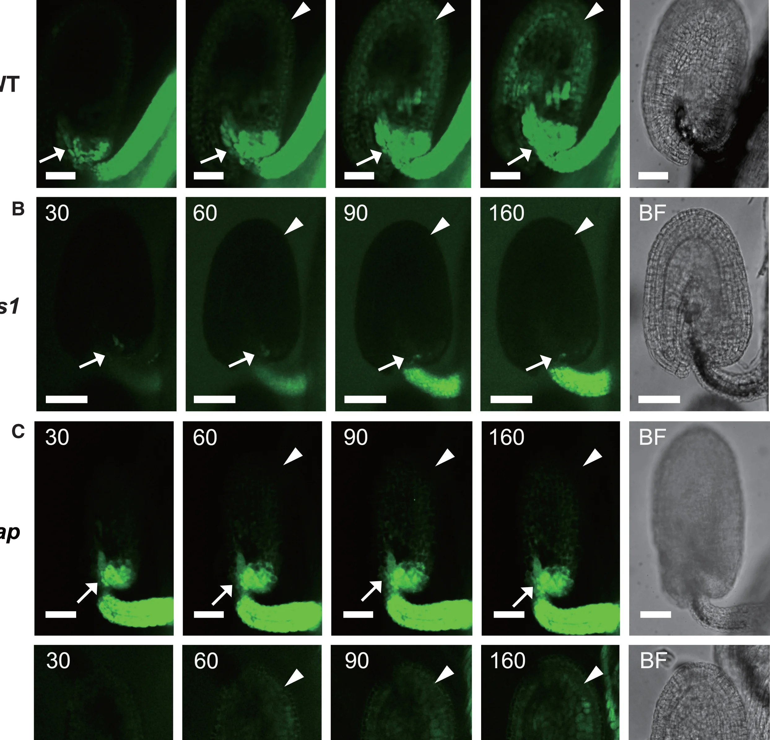 Open access visualization of Microscopy, Live-Cell Imaging, CF Dye Tracer, Bright Field, Video