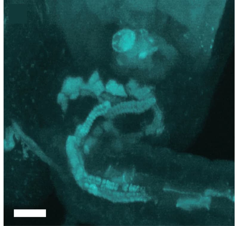 Open access visualization of Microscopy, WT, Chalazal End, Callose Stain