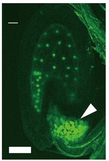 Open access visualization of Microscopy, Callose Deposition, Double Fertilization, Ovules, AGL62::GFP