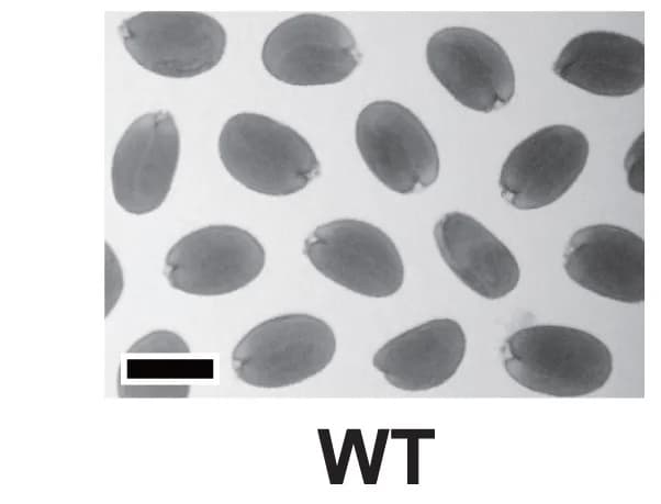 Open access visualization of Photo, Seeds, Wild Type