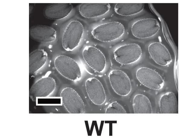 Open access visualization of Microscopy, Seeds, Wild Type