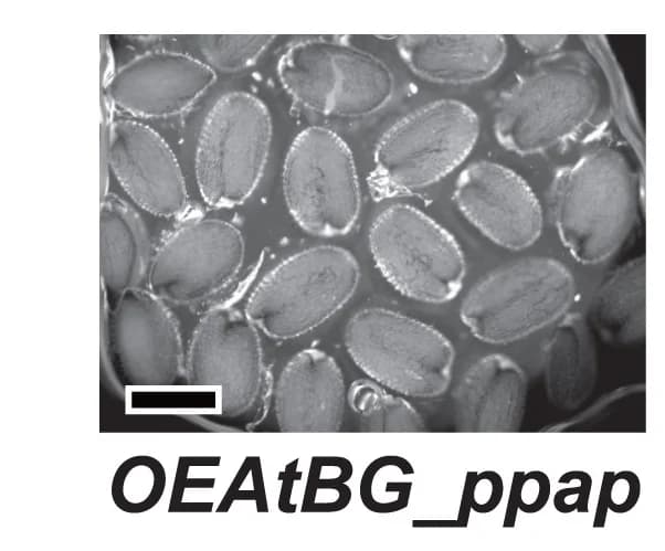 Open access visualization of Microscopy, Seeds, Overexpression Line