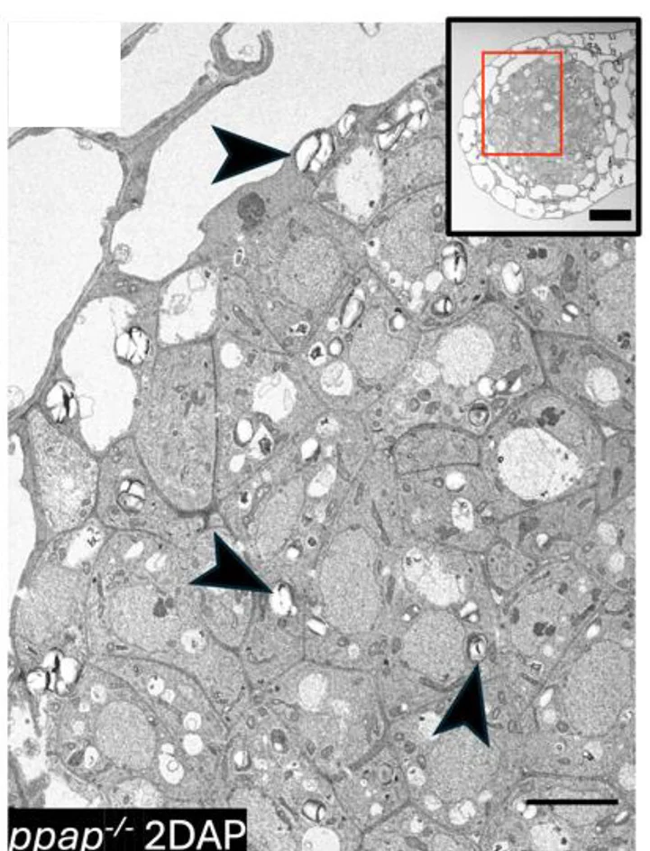 Open access visualization of Microscopy, Ovule, Amyloplasts, Starch Grains