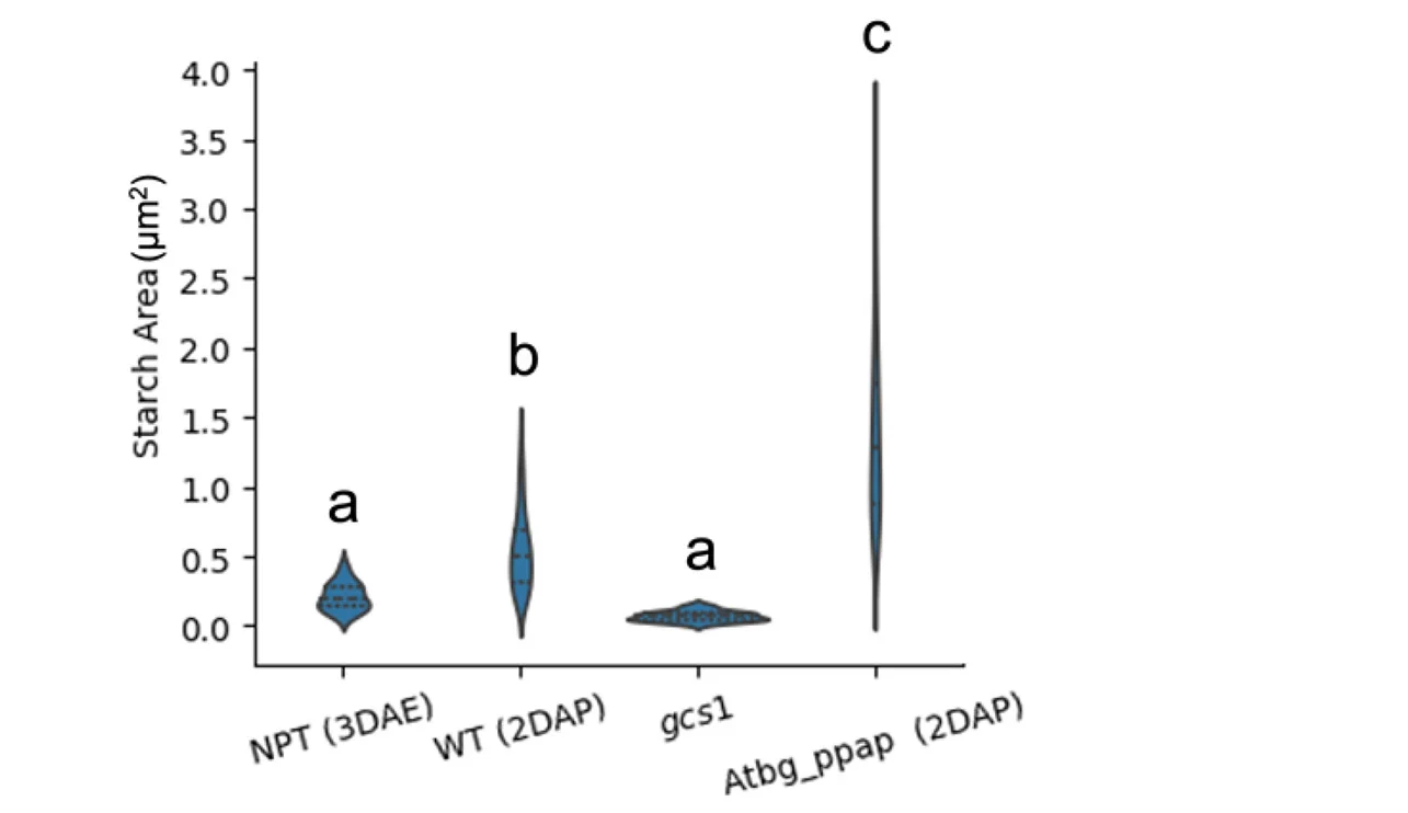 Open access visualization of Violin Plot, Starch Grains, Cell Wall, Vacuole, Nucleus