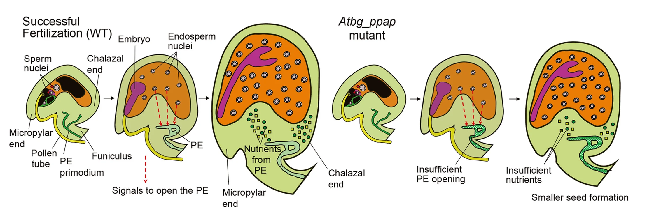 Open access visualization of Workflow, Illustration, Arabidopsis, Ovule, PE primordium