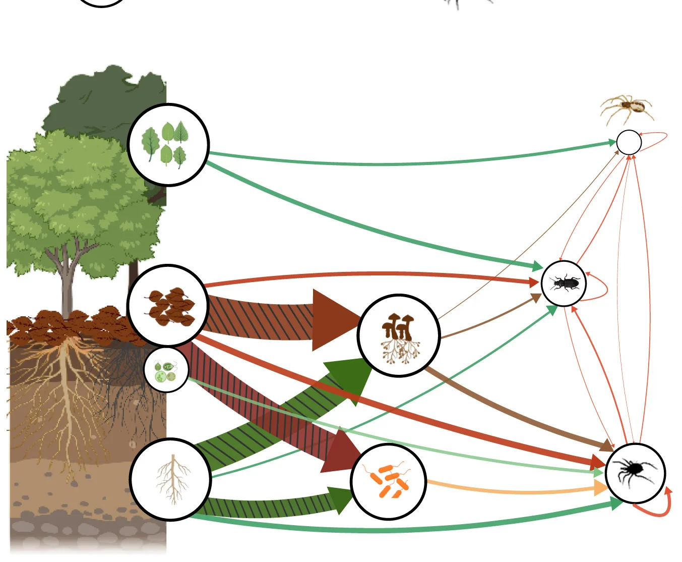 Open access visualization of Pathway, Energy Flux, Food Web, Basal Resources, Decomposers